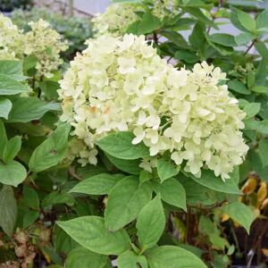 Hydrangea paniculata 'Limelight'PBR 100-125 cm